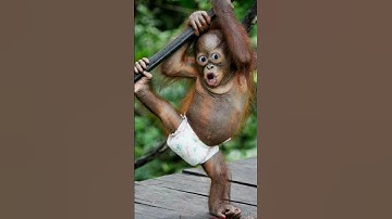 video lucu monyet #shorts #funny