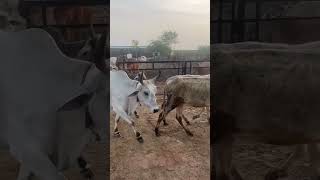Vishwambhara Goshala at Navkanan Ashram, #Govardhan, #Vrindavan