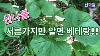 산나물 30가지 종류만 알면 베테랑, 하루에 산행하면서 자세한 설명, 끝까지 봐 주세요(23.6.4)