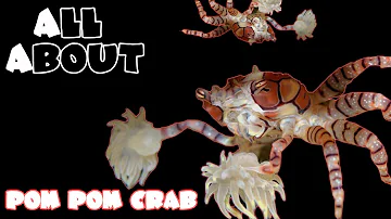 All About The Pom Pom Crab