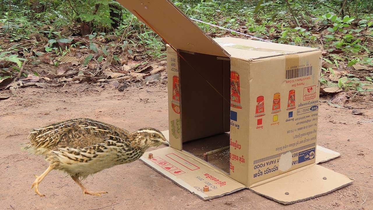 New Idea ! Creative Quick Bird Trap By Using Cardboard Box - The Best Unique Bird Trap
