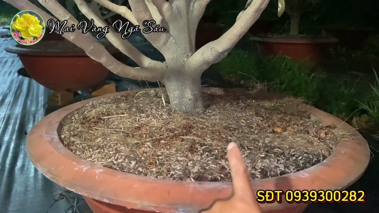 Cách làm đơn giản nhất để chăm sóc cây mai xanh tốt suốt năm