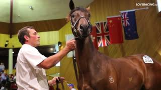 The Final Sir Patrick Hogan-Bred Goes Through Karaka