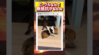 無抵抗のまま仲間に服を脱がされる犬wwww #面白い #おもしろ #tiktok #Twitter #2ch #5ch
