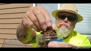 VR to Ethan, Parsimonious Piper on Bob's Chocolate Flake