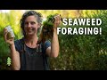 How to Forage Seaweed and Make A Delicious Seasoning! (Hands On with Milkwood Permaculture)