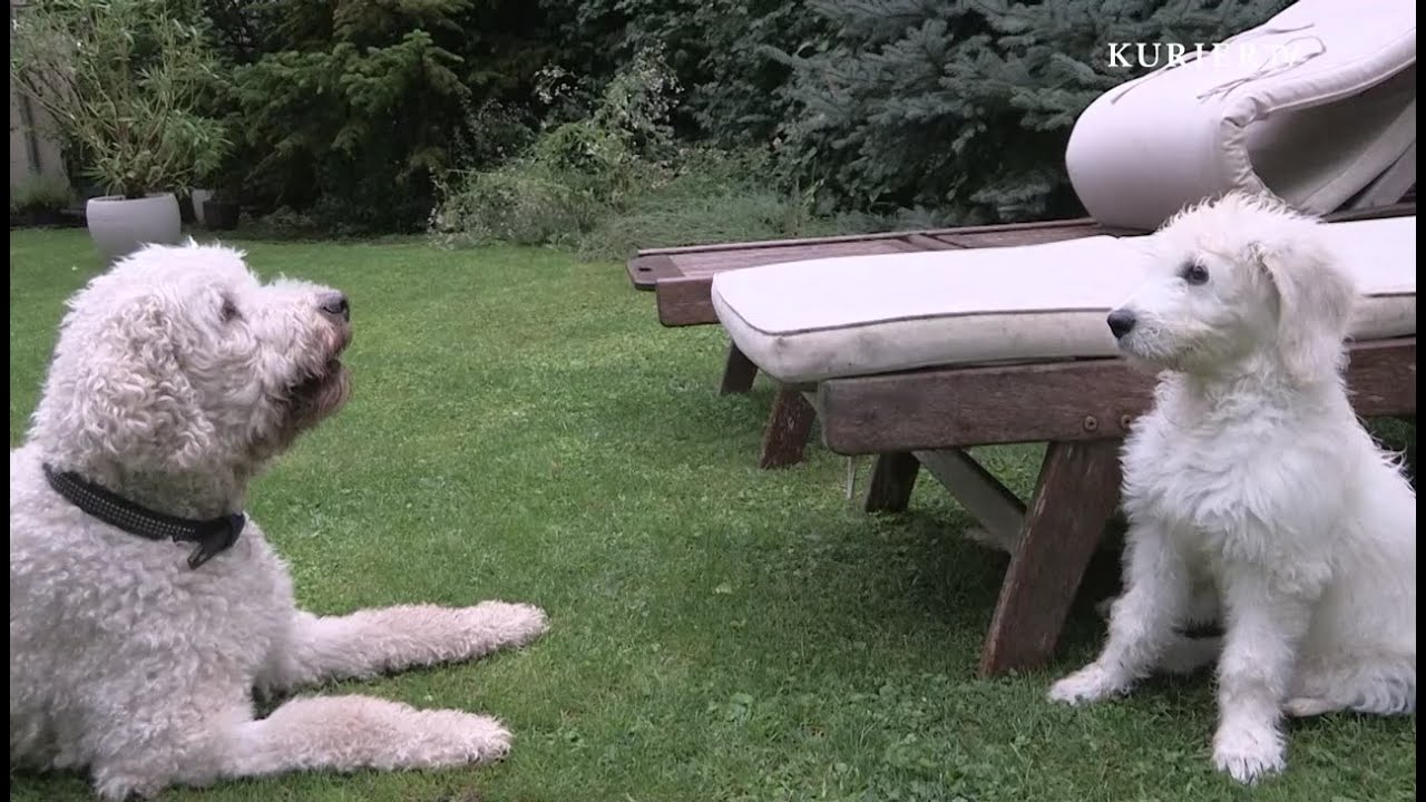 So überstehen Ihre Haustiere die Hitze