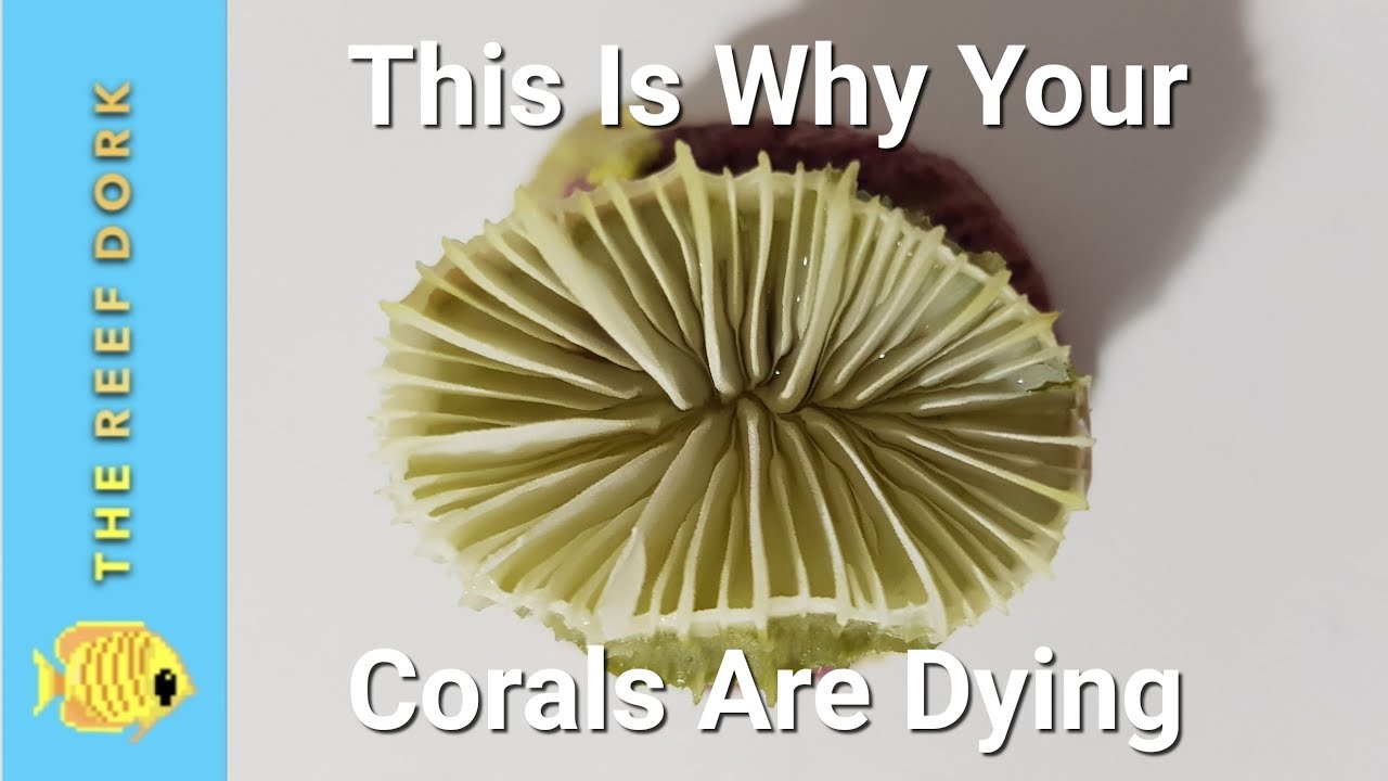 How To Dye Dead Coral