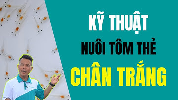 Quy trình kỹ thuật nuôi tôm thẻ chân trắng