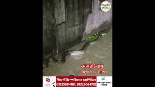 বৃষ্টিভেজা রাতে মেজরটিলায় ঘুরতে এলো অজগর সাপ...