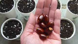 How to grow lychee tree from seeds