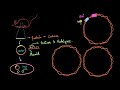 Parts of cloning vector (ori, rop, cloning site, markers) | Biotechnology | Biology | Khan Academy