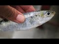 Best Sardines Cleaning Skills | How To Clean Sardines