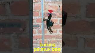 Download Lagu BURUNG PELATUK BESI #shorts MP3