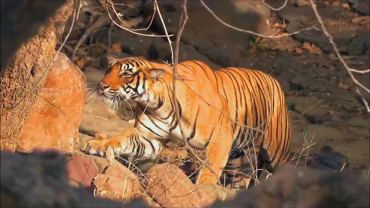 Tiger Attack Sabhar Deer and kill !!