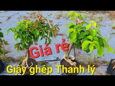 Video 13.8 Thanh lý giá rẻ giấy mỹ ghép đỏ lửa , hồng gân... - youtube