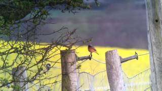 Redstart In Horse Paddocks Near Burford, Oxfordshire. April 2012.