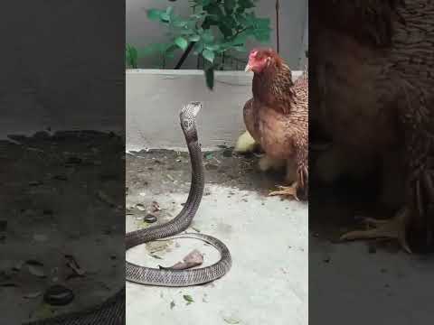 Brave Hen Fights Off Deadly Cobra To Save Her Chicks 
