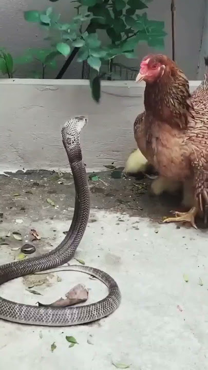 Brave Hen Fights Off Deadly Cobra to Save Her Chicks!