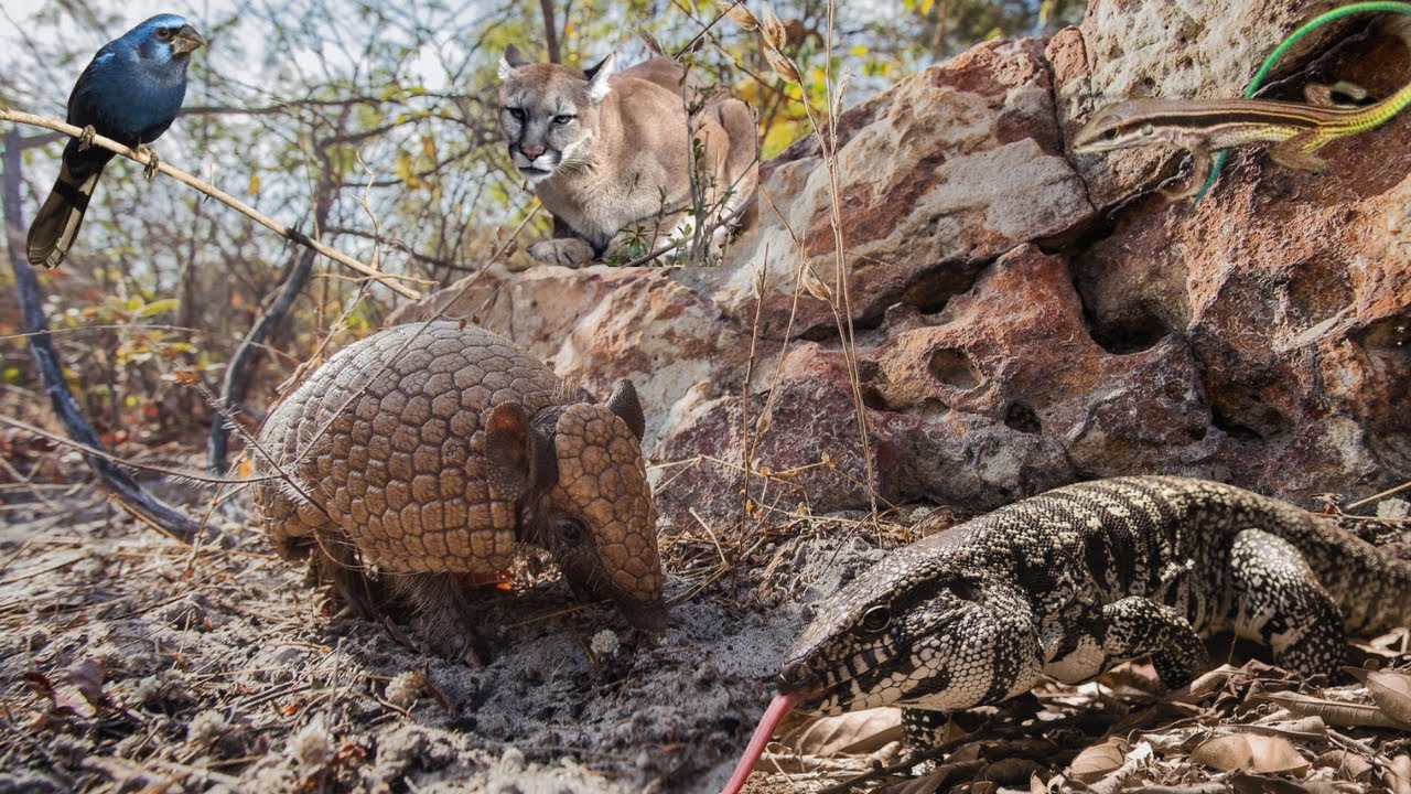 ANIMAIS INCRÍVEIS QUE VIVEM NO BIOMA CAATINGA