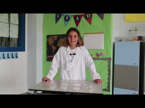 PYP Exhibition - IB (IV) // #CasviInternationalAmericanSchool