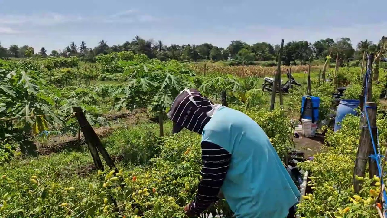 GENIUS FARMER’S TRICK: HARVESTING CHILI PEPPERS BY HAND WITHOUT ANY TOOLS - Agriculture Farming