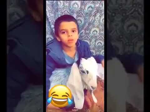 مترجم لغة الاغنام بشهادة ماجستير 