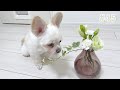 お知らせがあります🐶🌼