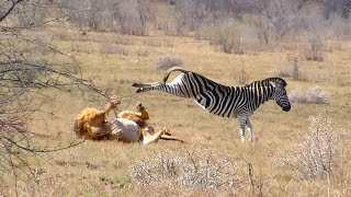 Singa Jantan Langsung Nyungsep Ditendang Zebra !!! | Pertarungan Hewan Buas Di Alam Liar