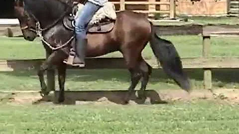 Desquite del Aguila Gelding SOLD!! CONGRATULATIONS...