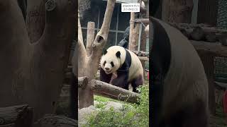 14.4.2026 P1/3 MengLan/MengLan's Diary