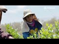 Soledad Cayampi, una mujer agricultora que saca adelante a su familia