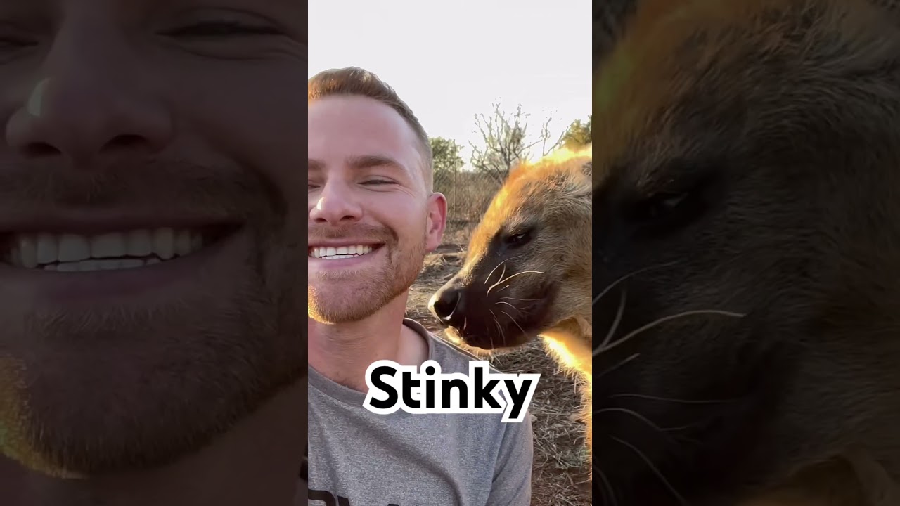You can only choose 1, who’s it gonna be?🐾✨  #shorts #animals #wildlife #africa