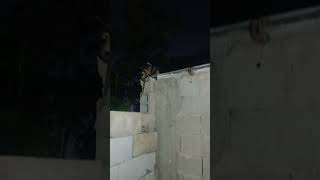 Opossum Mom Carries Babies On Back While Climbing Wall