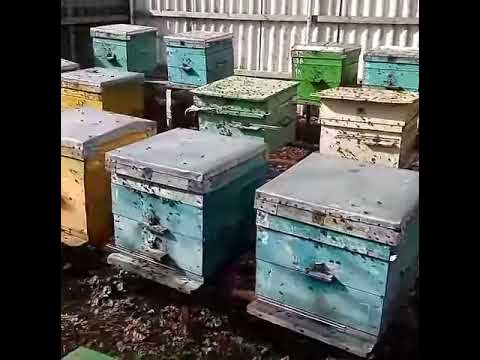 Пчелы Облет - YouTube