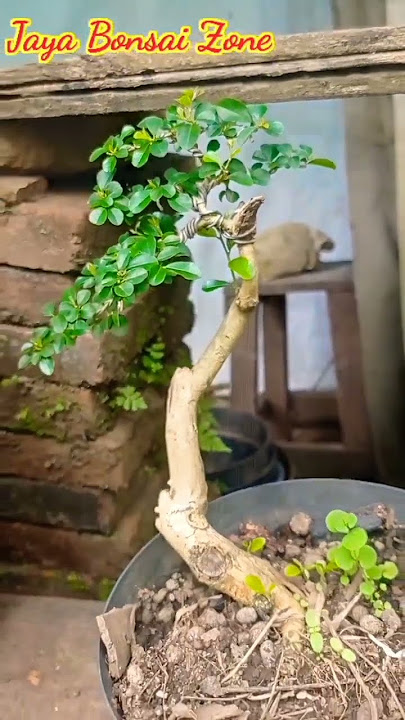 bonsai sisir atau kaliage