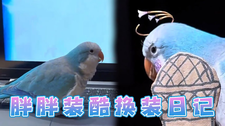 当我和小鸟一起玩游戏，胖胖表示正经不了一秒钟下一秒玩起了cosplay，快来看看我们胖胖是不是很酷！【胖胖谷粒】