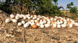 OMG ! Pick a lot of duck eggs in the fields near the trees