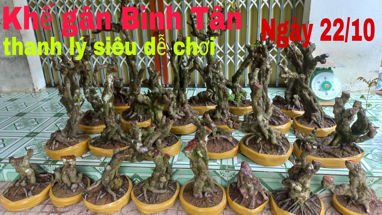 khế gân Bình Tân | thanh lý siêu dễ chơi | bonsai ngọc... - youtube