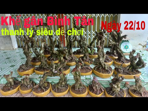 Video khế gân Bình Tân | thanh lý siêu dễ chơi | bonsai ngọc... - youtube
