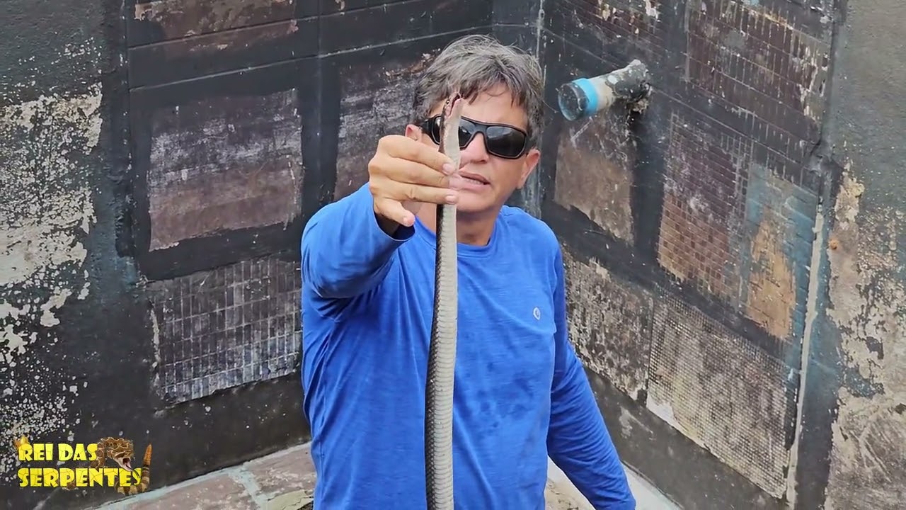 coral verdadeira e cobra preta encontro dos gigantes