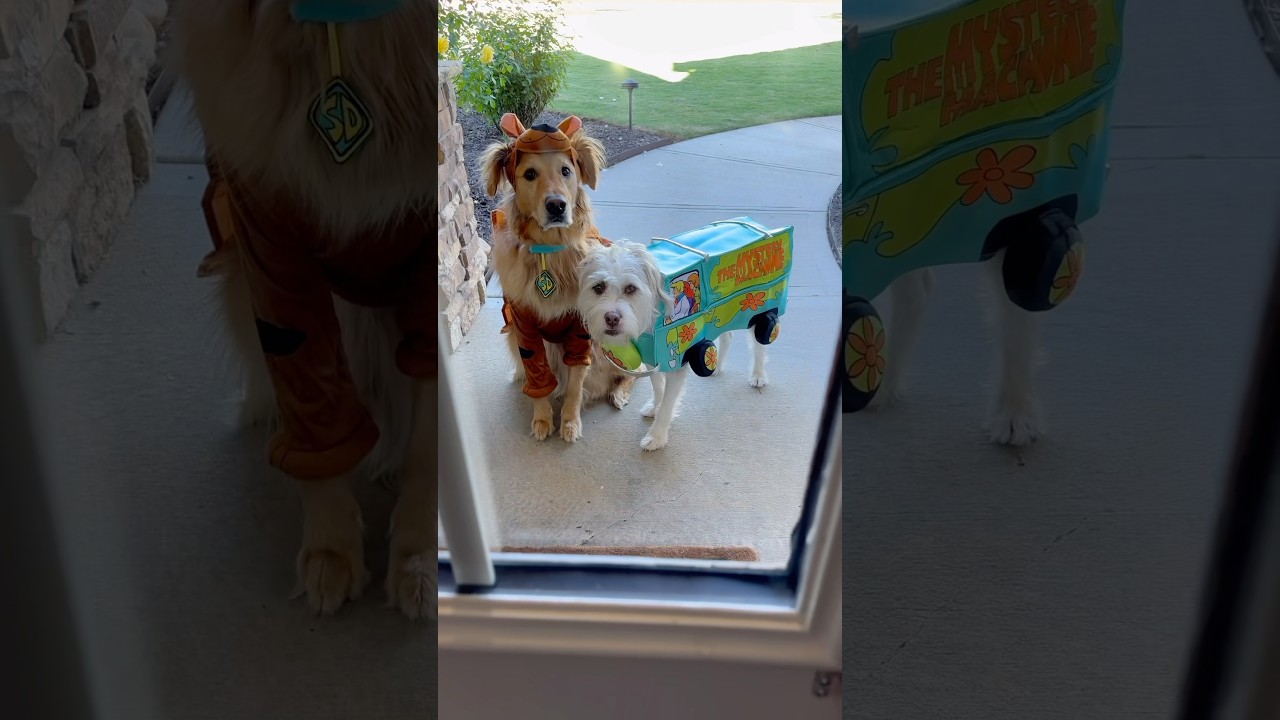 A dog Halloween candy heist!