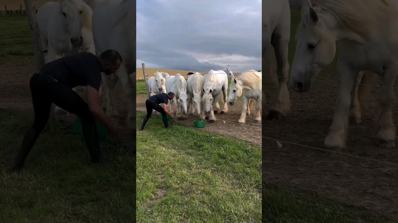 Remember: * Sudden changes in diet can be harmful: Introduce any new feed gradually over s.