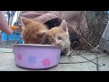 今日は長めに…野良子猫がカリカリを一粒ずつたべるのがとてもかわいい