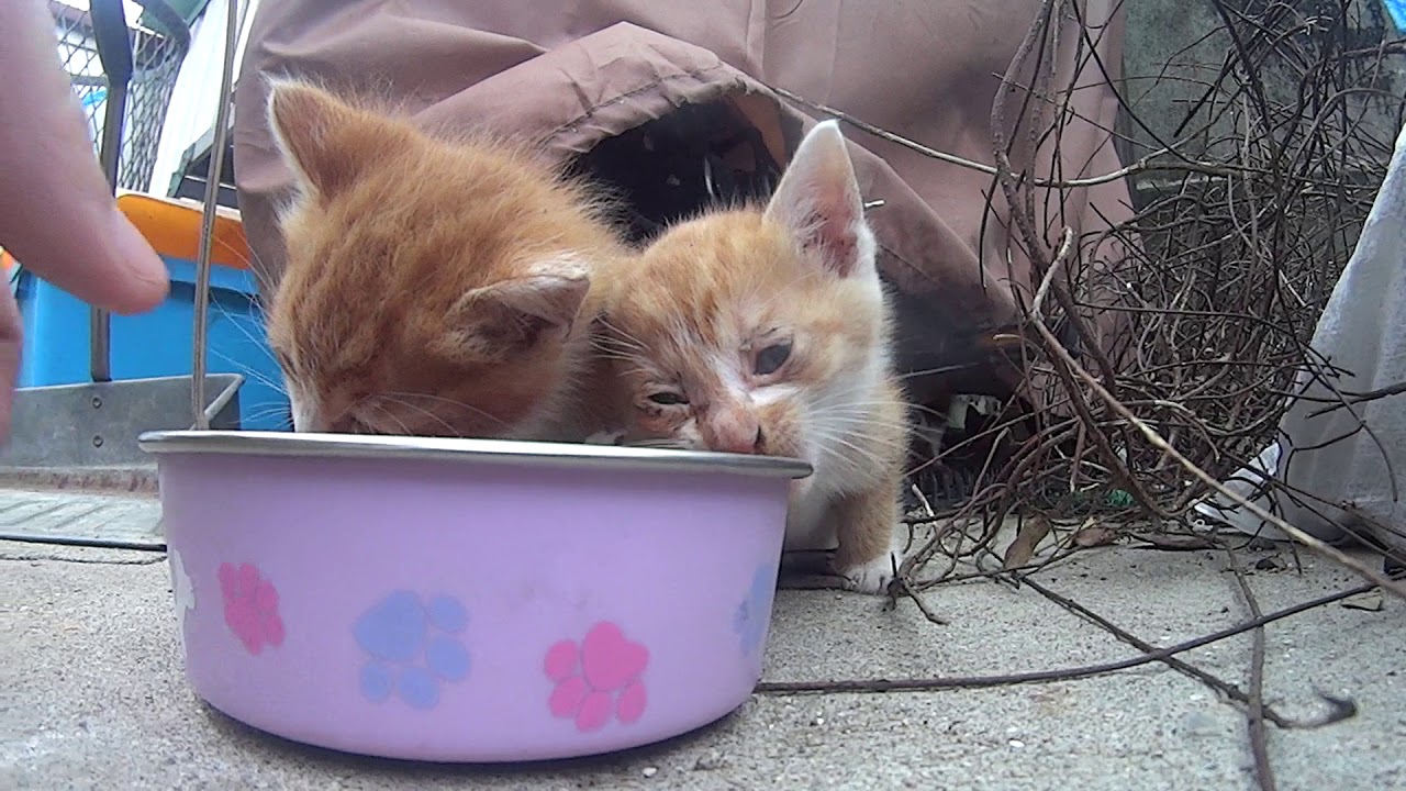 今日は長めに…野良子猫がカリカリを一粒ずつたべるのがとてもかわいい