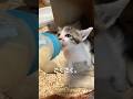 ゴミ捨て場に捨てられた子猫を保護してゲージに入れてミルクあげてみた#子猫保護#授乳