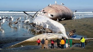 7 BIGGEST SEA CREATURES IN THE WORLD
