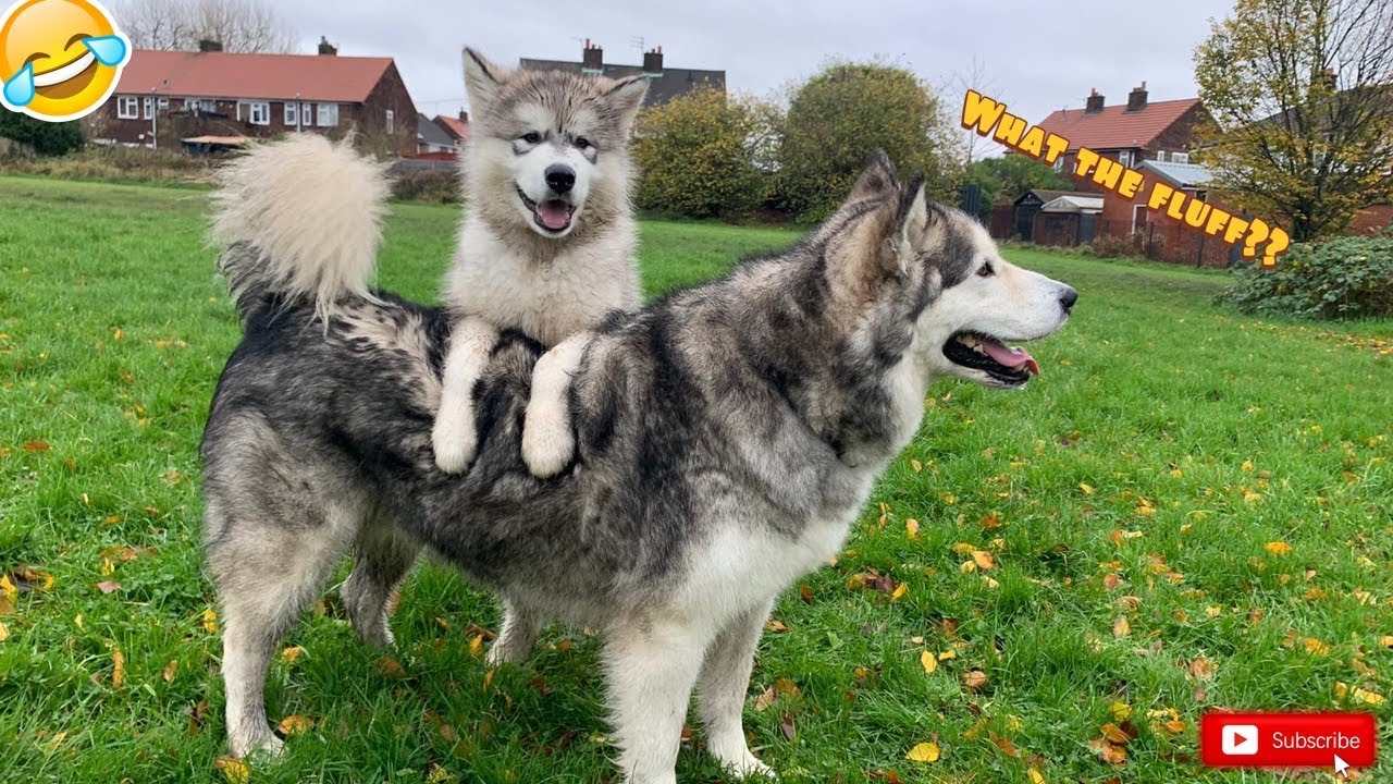 Teddy's First Playdate And He Gets A Bit Ermmm, Too Friendly!