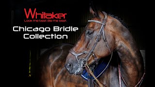 Introduction To The John Whitaker Chicago Bridle Collection