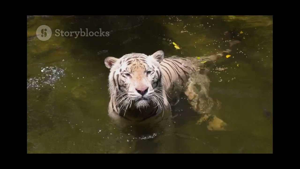 Tiger life’s story